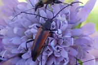 Stenurella melanura