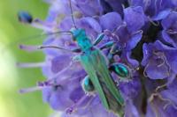 Oedemera nobilis