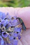 Oedemera nobilis