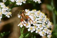 Stenopterus rufus