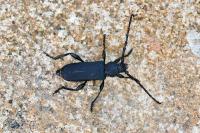 Ropalopus clavipes