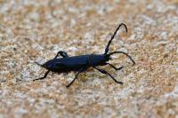 Ropalopus clavipes