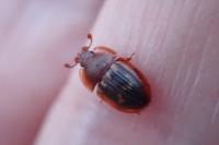 Amphotis marginata