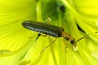Nacerdes carniolica