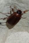 Serica brunnea