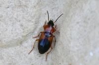 Stenolophus teutonus