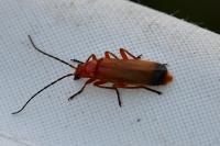 Rhagonycha fulva