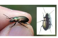 Poecilus cupreus