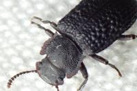 Bolitophagus reticulatus
