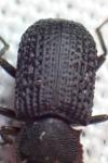 Bolitophagus reticulatus