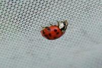 Harmonia axyridis