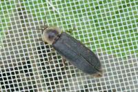 Lampyris noctiluca