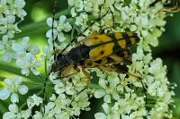 Rutpela maculata