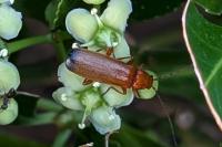 Rhagonycha fulva