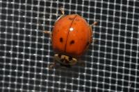 Harmonia axyridis