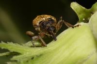Curculio nucum