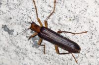 Nacerdes carniolica
