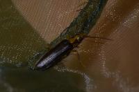 Nacerdes carniolica