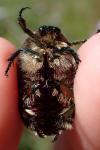 Cetonia aurata