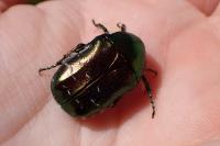 Cetonia aurata