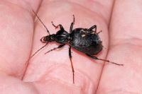 Cychrus attenuatus