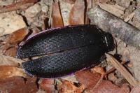 Carabus violaceus