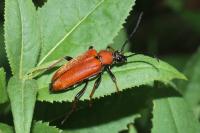 Stictoleptura rubra