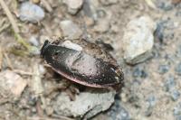 Carabus nemoralis