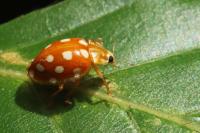 Halyzia sedecimguttata