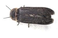 Lampyris noctiluca