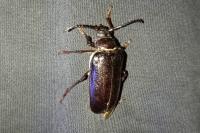 Prionus coriarius
