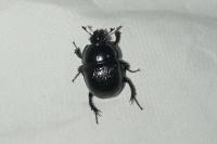 Geotrupes