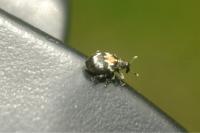 Tachyerges salicis
