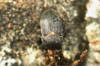 Dermestes maculatus