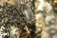 Dermestes maculatus
