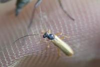 Rhagonycha lignosa