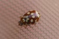 Myrrha octodecimguttata