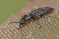 Cidnopus pilosus