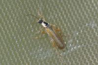 Cantharis decipiens
