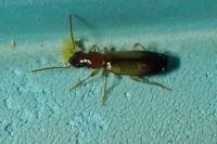 Paradromius linearis