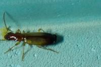 Paradromius linearis