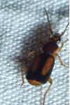 Polistichus connexus