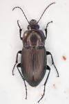 Poecilus versicolor