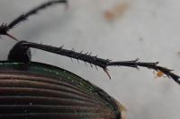 Poecilus versicolor