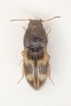 Negastrius pulchellus