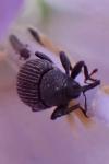 Cleopomiarus distinctus