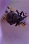 Cleopomiarus distinctus