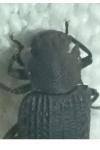 Bolitophagus reticulatus