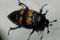 Nicrophorus vespillo