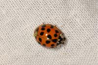 Harmonia axyridis
